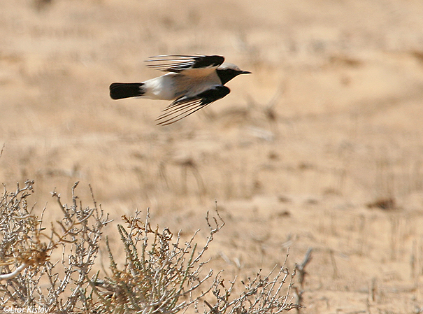 סלעית מדבר Desert Wheatear Oenanthe deserti                                       המישר דרום הנגב מרץ 2007